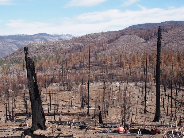 A landscape of burned, charred trees with researchers in the foreground collecting sediment samples. 