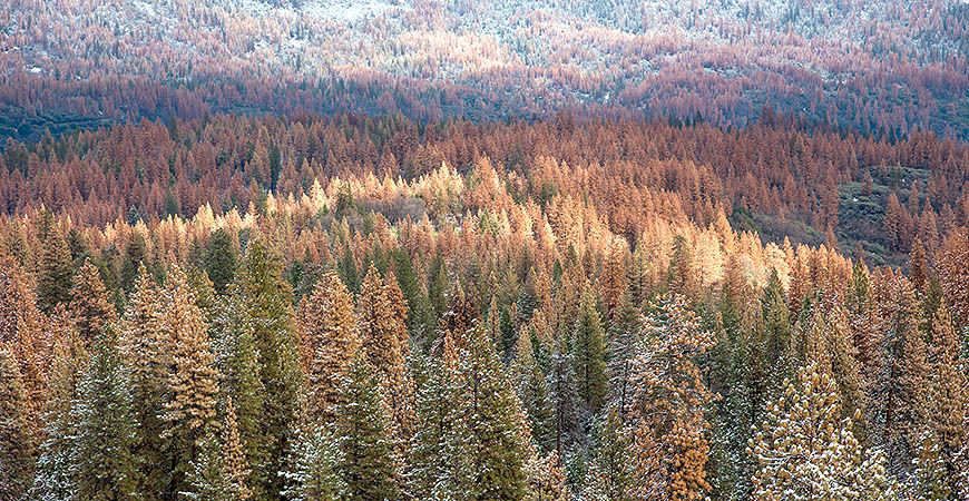 Photo shows tree mortality in Sierra National forest, taken by Margot Wholey, December 2015.
