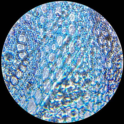 Fern rhizome through Foldscope