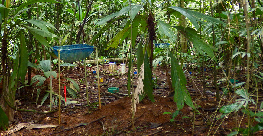 Equipment in the Costa Rican rainforest measures the soil emissions.