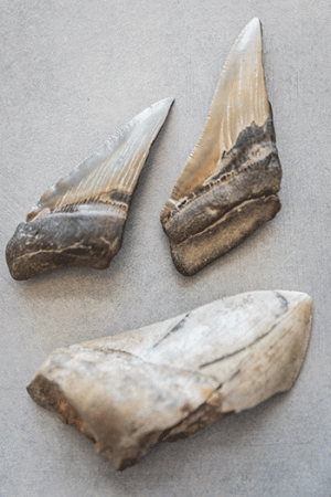 Fossilized megalodon teeth