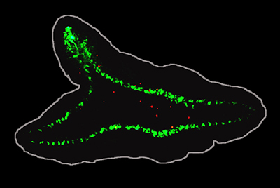 In areas where brain tissue was introduced (thickening of the green signal), the damaged cells divided even more frequently. (Credit: Oviedo Lab)