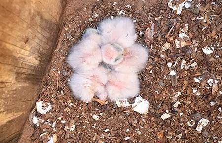 Kestrel chicks hatch in the nesting boxes on the reserve.