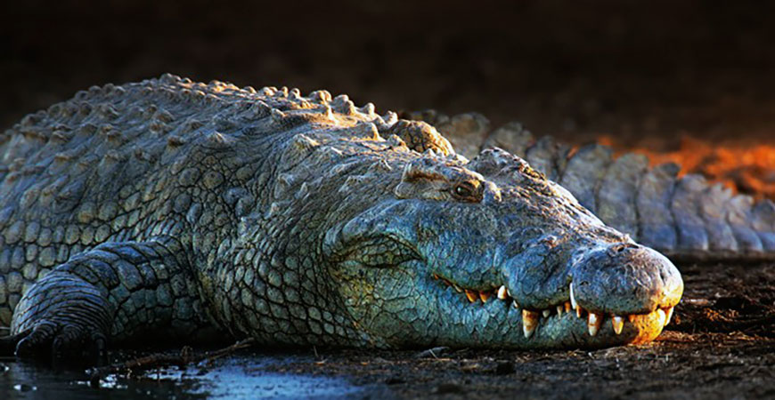 Professor Sora Kim swam with a Nile crocodile for this year's Shark Week special, which focuses of sharks versus prehistoric reptiles. Photo courtesy of Kruger National Park, South Africa.