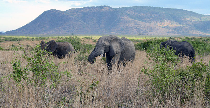 Elephants grazing hero