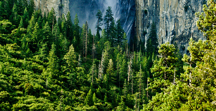 Mountain Forest Hero