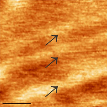 Frictional properties of 2D materials