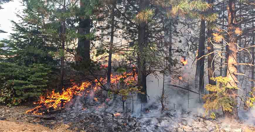 Prescribed burn in forest