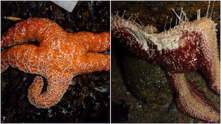 A normal sea star and diseased sea star