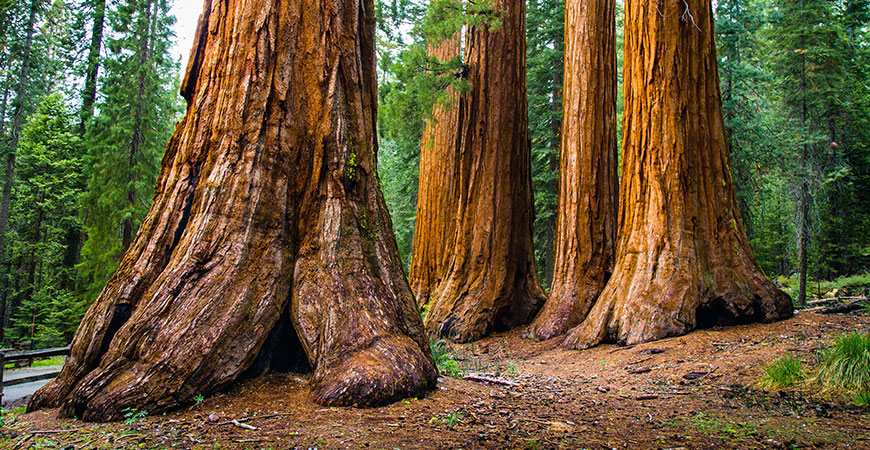 Giant sequoia tree
