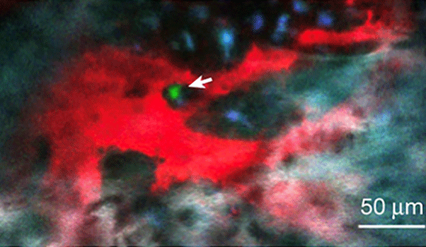 Stem cell image